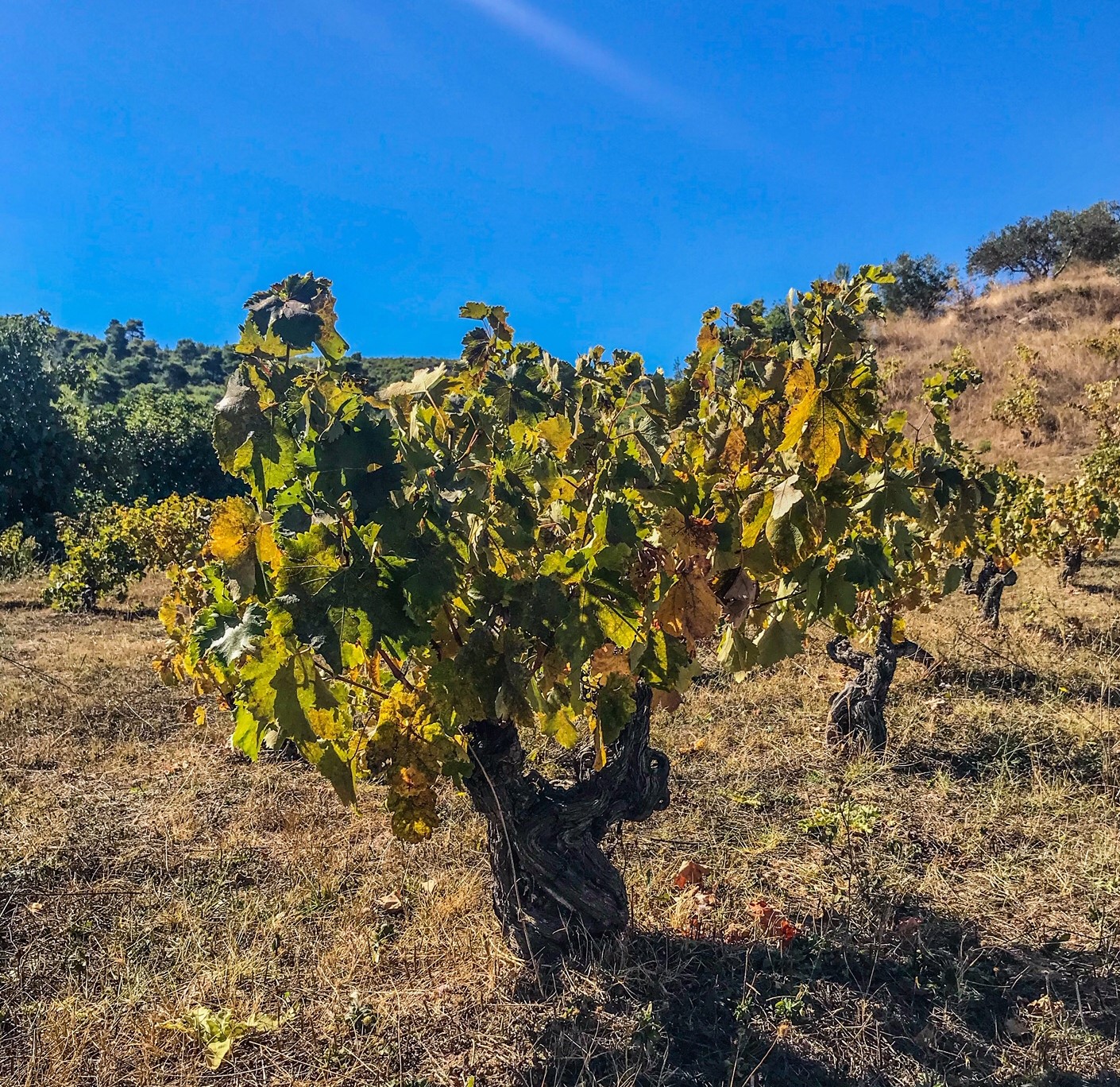 Savatiano Old Vines in Attica