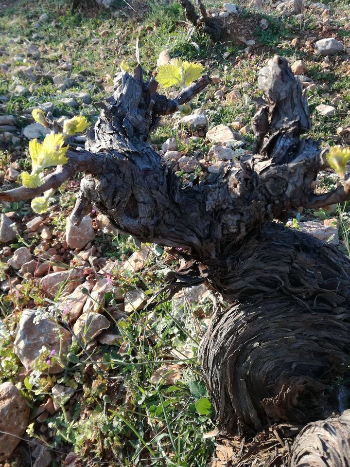 Savatiano-old-vine